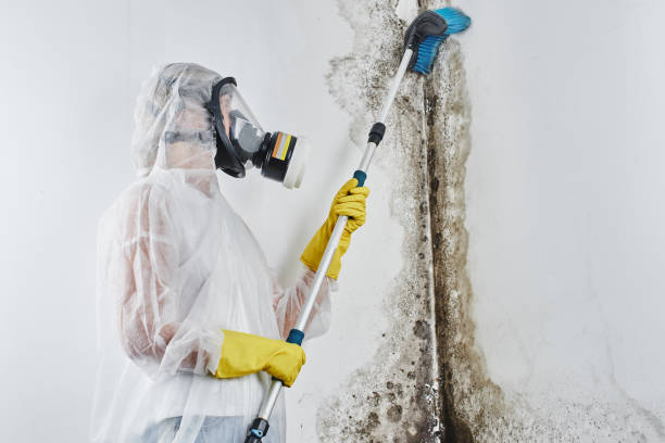 Best Industrial Mold Remediation in Sawmills, NC