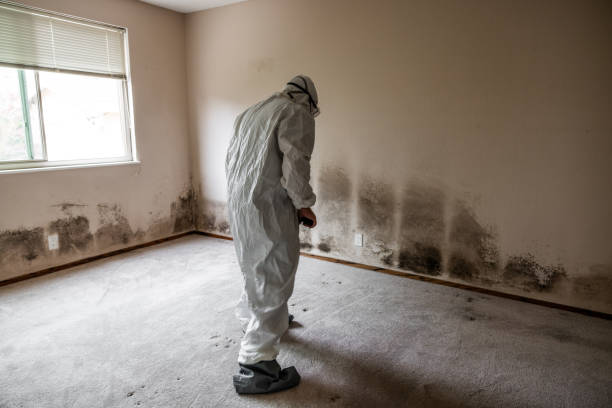 Trusted Sawmills, NC Mold Remediation Experts